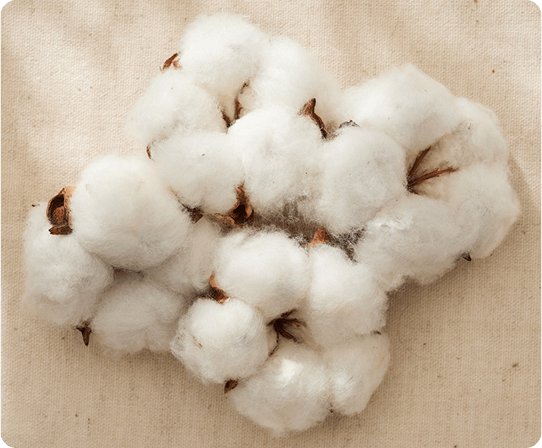 Bawełna – nasze produkty